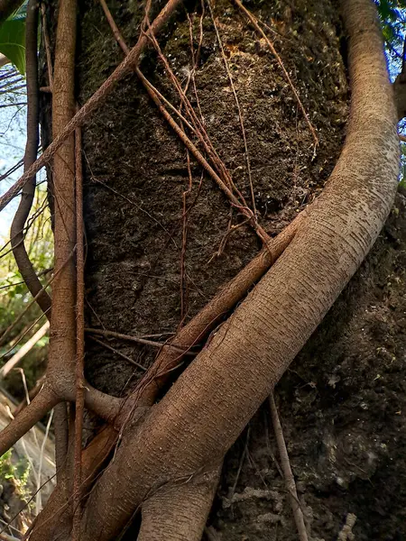 Upptäck Den Fängslande Världen Unika Banyanträd Rötter Naturens Konstnärliga Mästerverk — Stockfoto