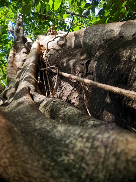Discover the captivating world of unique banyan tree roots, nature\'s artistic masterpieces that showcase the beauty of resilience and adaptability