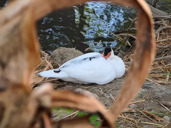 Upplev Elegans Och Elegans Med White Swan Symbol För Skönhet — Stockfoto
