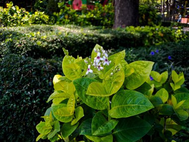 Psöderanthemum reticulatum hızla büyüyen bir çiçektir ve peyzajınıza zarafet katmak için mükemmeldir.