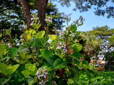 Psöderanthemum reticulatum hızla büyüyen bir çiçektir ve peyzajınıza zarafet katmak için mükemmeldir.