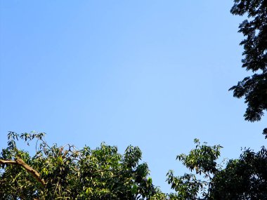 Serin yeşil yapraklı büyük ağaçlar sıcak bir yaz gününde dinlenmek için mükemmel bir yer olur.