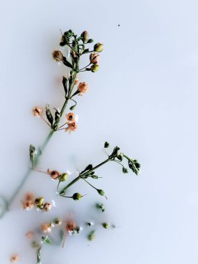 Galium boreale çiçeğinin narin güzelliğini keşfedin.