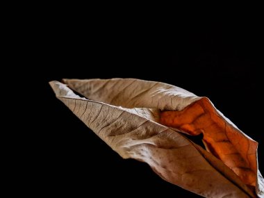 Siyah arkaplanda kurumuş guava yaprakları mükemmel bir dekorasyon sağlar.