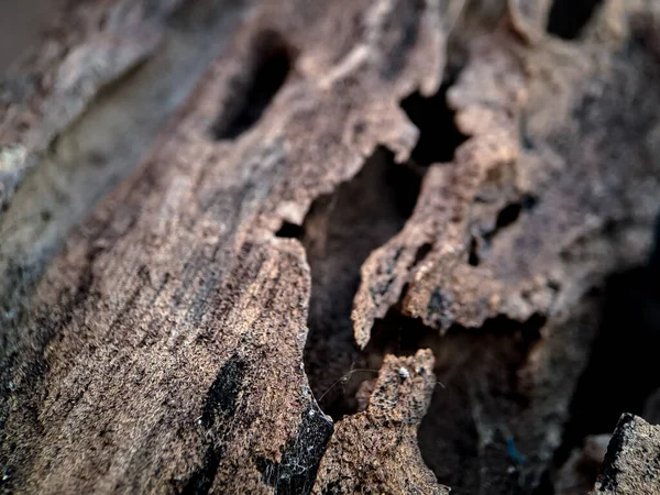 Detailní Záběr Exotického Hnědého Dřeva Pruhy Světlejších Tmavších Barev Dávají — Stock fotografie