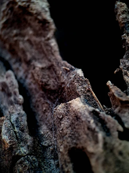 Крупный План Экзотического Коричневого Дерева Полосами Светлых Темных Цветов Придают — стоковое фото