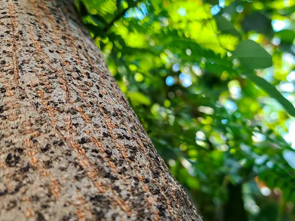 Vacker Löv Trä Bakgrund För Att Ditt Hem Naturalistisk Känsla — Stockfoto