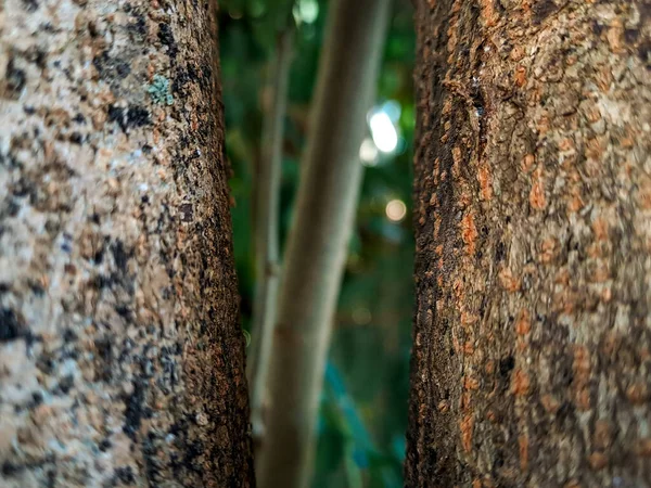 Красивая Древесина Листьев Фона Дать Вашему Дому Натуралистическое Чувство — стоковое фото