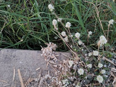 Botanik yaprak gomphrena celosioides pazarının arka planı