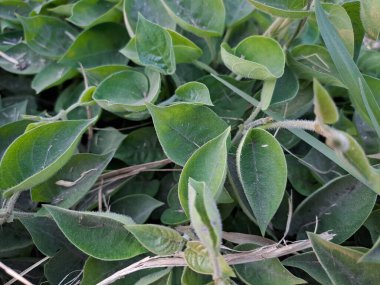 Withania Somnifera, ayrıca Ashwagandha olarak da bilinir, Ayurvedic tıpta kullanılan güçlü bir bitkidir. Withania Somnifera anksiyete, stres ve depresyon tedavisinde etkili olarak kabul edilir.