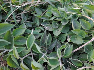 Withania Somnifera, ayrıca Ashwagandha olarak da bilinir, Ayurvedic tıpta kullanılan güçlü bir bitkidir. Withania Somnifera anksiyete, stres ve depresyon tedavisinde etkili olarak kabul edilir.