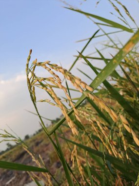 Paddy, sulak alanlarda yetişen ve pirinç yapımında kullanılan bir tarım mahsulüdür. Paddy ekiminin Asya nehir deltalarından geldiği düşünülüyor.