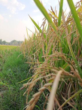 Pirinç, sulak alanlarda yetiştirilen bir tarım ürünüdür. Pirinç ekiminin Asya nehir deltalarından geldiği düşünülüyor.