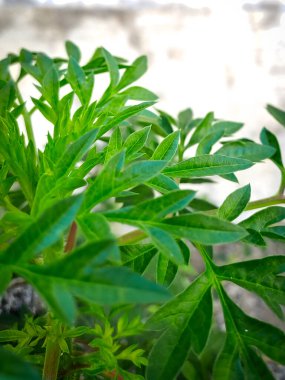 Kenikir yapraklarının uzun ve değişik bir geçmişi var. Aslen Java adasından, yüzyıllardır geleneksel Endonezya tıbbında kullanılmaktadırlar.