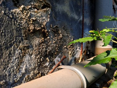 Çatlak duvarlar genellikle yeşil yosunlarla kaplıdır. Bunun sebebi, yosunların çatlaklarda sıkça rastlanan nemli koşullarda gelişebilmesidir.