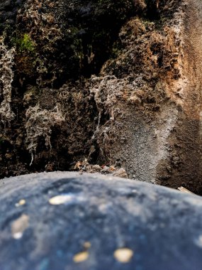 Çatlak duvarlar genellikle yeşil yosunlarla kaplıdır. Bunun sebebi, yosunların çatlaklarda sıkça rastlanan nemli koşullarda gelişebilmesidir.