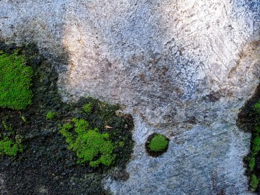 Çatlak duvarlar genellikle yeşil yosunlarla kaplıdır. Bunun sebebi, yosunların çatlaklarda sıkça rastlanan nemli koşullarda gelişebilmesidir.