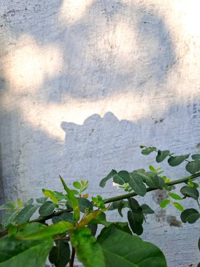 Duvarlar betondan yapılmış ve çatlaklarla kaplı. Duvarlardaki çatlaklardan yeşil yapraklar çıkıyor..