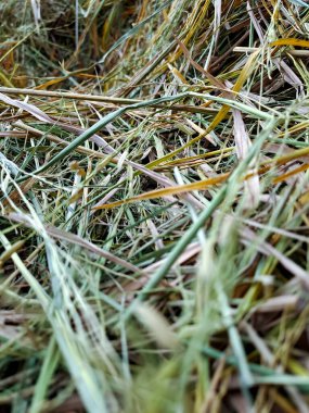 Sarı Yeşil Paddy Damen Arkaplanı