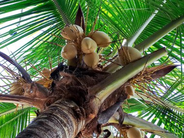 Sarı hindistan cevizi ağacı güzel bir manzara. Yapraklar koyu yeşil, hindistan cevizleri parlak sarı. Ağaç Filipinler 'in yerlisidir ve tropikal ormanlarda bulunur.