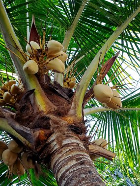 Sarı hindistan cevizi ağacı güzel bir manzara. Yapraklar koyu yeşil, hindistan cevizleri parlak sarı. Ağaç Filipinler 'in yerlisidir ve tropikal ormanlarda bulunur.