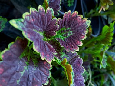 Cüce yakut, Meksika 'ya özgü bir süs bitkisidir. Yapraklar ovat şeklindedir ve koyu yeşil renktedir. Çiçekler beyaz veya mordur ve Haziran ve Eylül ayları arasında çiçek açarlar..