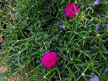 Bitki pathumani, Hindistan 'a özgü küçük, çiçekli bir bitkidir. Bitkinin küçük beyaz çiçekleri vardır ve genellikle nemli ve gölgeli yerlerde yetişir..