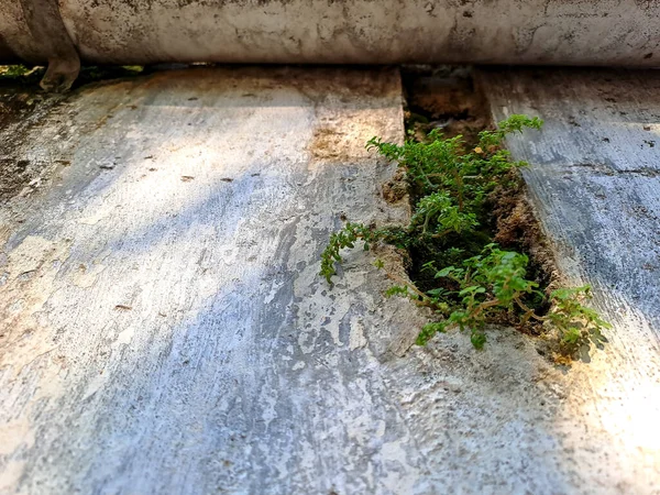 Çatlak duvarlar genellikle yeşil yosunlarla kaplıdır. Bunun sebebi, yosunların çatlaklarda sıkça rastlanan nemli koşullarda gelişebilmesidir.