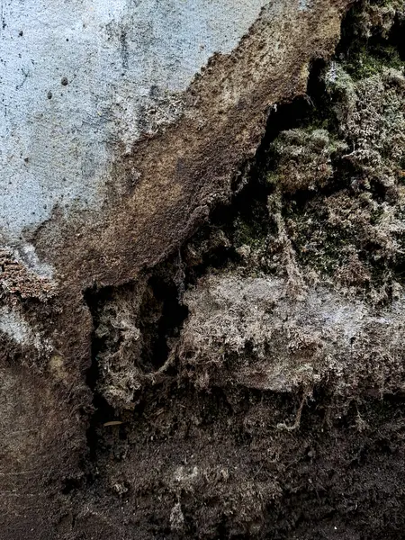 Çatlak duvarlar genellikle yeşil yosunlarla kaplıdır. Bunun sebebi, yosunların çatlaklarda sıkça rastlanan nemli koşullarda gelişebilmesidir.