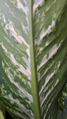 Bu yakın plan fotoğraf, tropikal bir yaprağın karmaşık desenlerini ve canlı renklerini gösteriyor. Yeşil ve beyazın etkileşimi görsel olarak çarpıcı ve benzersiz bir doku yaratır..