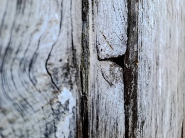 Fotoğraf vitrinleri eski ahşap döşemeler ve soyulmuş boyalar. Görünür buğday ve düğümlerle, dokusu kırsal ve düzensiz..