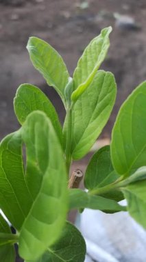 Canlı yeşil yaprakları olan genç guava bitkisi. Görüntü, yaprakların hassas detaylarını gösteriyor..