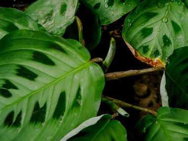 Su damlacıklarıyla süslenmiş geniş yapraklı canlı yeşil bitki, desenli bir arka plan üzerine kurulmuş.