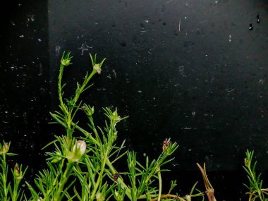 Hassas Yeşil Bitki Karanlık Arkaplan Karşısında