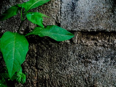 Bereketli Yeşil Yapraklar Yıpranmış Duvara Karşı