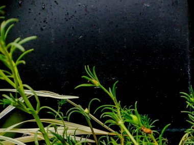 Koyu arkaplandan yeşil filizler çıkıyor. Botanik veya minimalist tasarım projeleri için mükemmel.