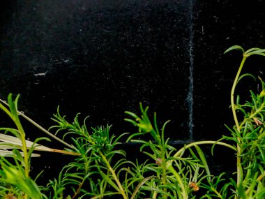 Koyu arkaplandan yeşil filizler çıkıyor. Botanik veya minimalist tasarım projeleri için mükemmel.