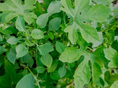 Yemyeşil Bitter Karpuz Yaprağı