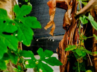 Canlı yeşil yaprak, kurumuş, kahverengi yapraklardan oluşan bir zemin üzerinde duruyor. Doğanın döngüsünü ve zamanın akışını simgeliyor.