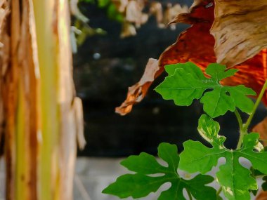 Canlı yeşil yaprak, kurumuş, kahverengi yapraklardan oluşan bir zemin üzerinde duruyor. Doğanın döngüsünü ve zamanın akışını simgeliyor.