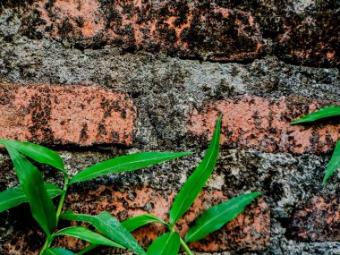 Uzun, ince yaprakları olan canlı yeşil bitki yıpranmış tuğla bir duvara karşı gelişerek doğanın zorlu ortamlarda devam etme gücünü sergiliyor.