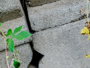 Esnek sarmaşık yıpranmış bir duvara tırmanıyor ve doğanın azmini gösteriyor. Resim kurumuş filizler ve yapraklar içeriyor, doku ekliyor