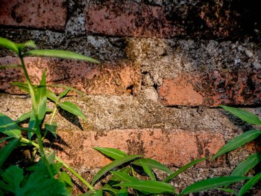 Uzun, ince yaprakları olan canlı yeşil bitki yıpranmış tuğla bir duvara karşı gelişerek doğanın zorlu ortamlarda devam etme gücünü sergiliyor.