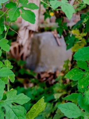 Yemyeşil Bitter Karpuz Yaprağı