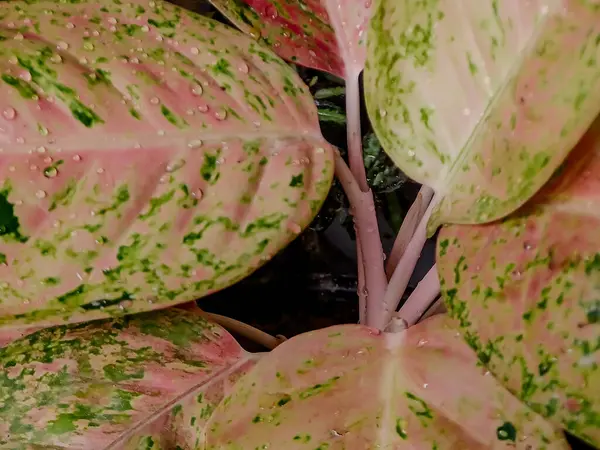 stock image colorful caladium leaves with green, orange, and red patterns. Perfect for nature projects or decoration