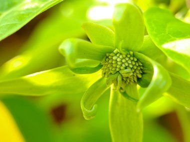 Karmaşık taç yaprakları ve küresel merkezli yeşil çiçek tomurcuğu. Botanik veya çiçek tasarımı projeleri için mükemmel.