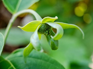 Karmaşık taç yaprakları ve küresel merkezli yeşil çiçek tomurcuğu. Botanik veya çiçek tasarımı projeleri için mükemmel.