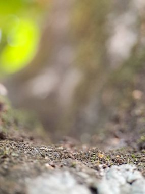 Karmaşık dokuları olan yıpranmış kabuk ve yumuşak, bulanık yeşil arka plan.