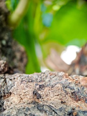 Karmaşık dokuları olan yıpranmış kabuk ve yumuşak, bulanık yeşil arka plan.