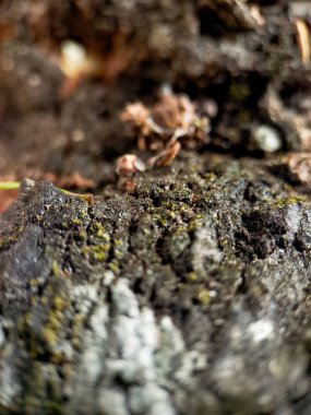 Karmaşık dokuları olan yıpranmış kabuk ve yumuşak, bulanık yeşil arka plan.